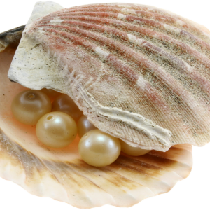Seashell PNG