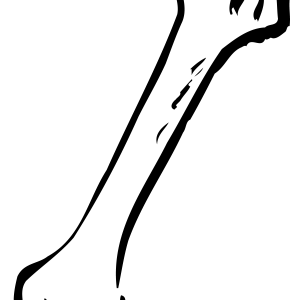 Bone PNG