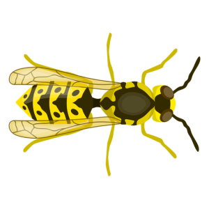Wasp PNG