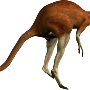 Kangaroo PNG