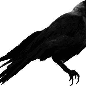 Raven PNG