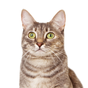 Cat looking PNG