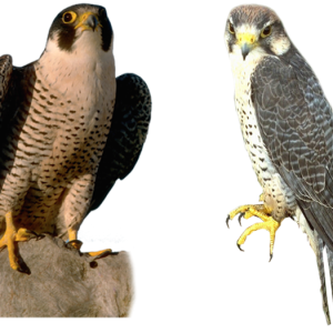 Falcon PNG