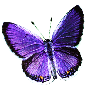 Butterfly PNG image