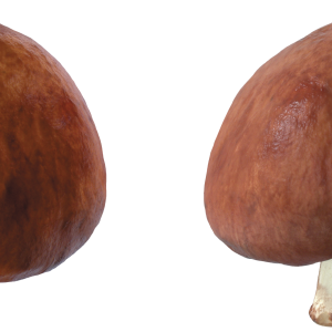 Mushroom PNG image