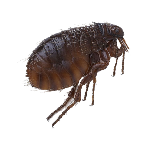 Flea PNG