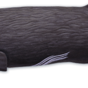 Sperm whale PNG