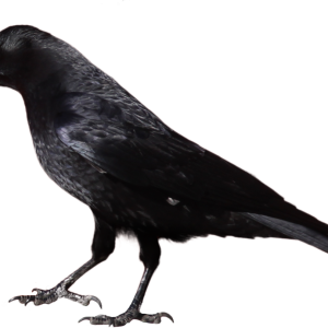 Raven PNG