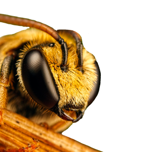 Bee PNG