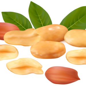 Peanut PNG