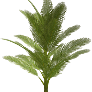 Palm tree PNG