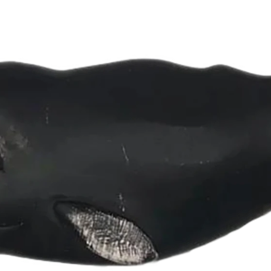 Sperm whale PNG image