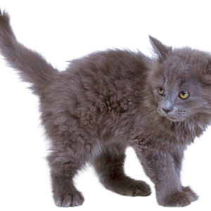 kitten png image, free download picture