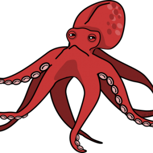 Octopus PNG