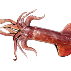Squid PNG