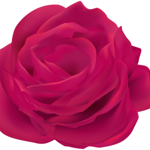 Rose PNG