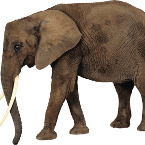 Elephant PNG