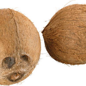 Coconut PNG image