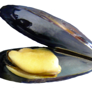 Mussel PNG