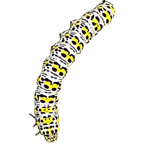 Caterpillar PNG
