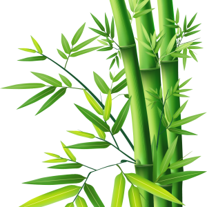 Bamboo PNG