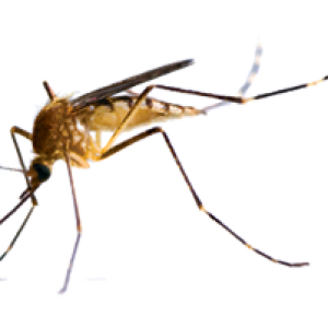 Mosquito PNG