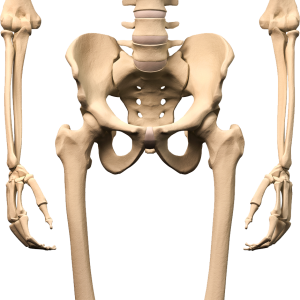 Skeleton PNG