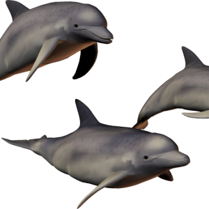 Dolphins PNG image