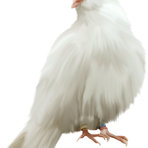 Pigeon PNG