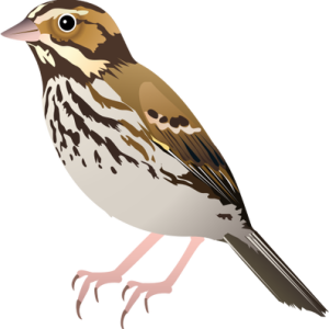 Sparrow PNG