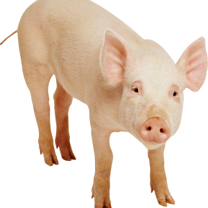 pig PNG image
