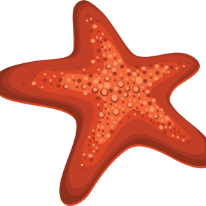 Starfish PNG