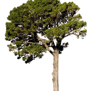 Fir-tree PNG image
