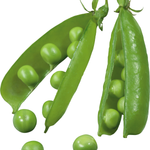 Pea PNG