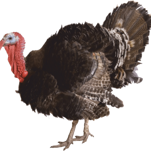 Turkey bird PNG