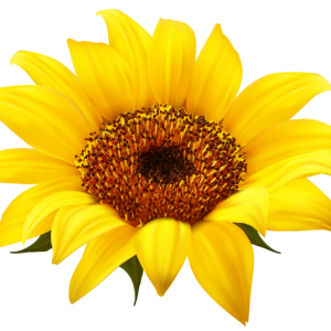 Sunflower PNG
