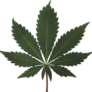 Cannabis PNG