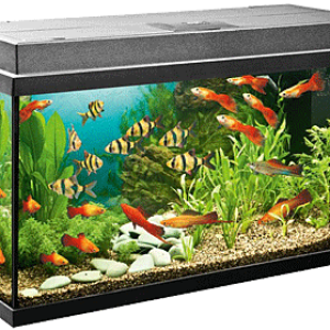 Aquarium PNG