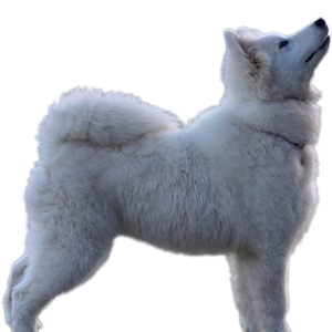 Samoyed PNG