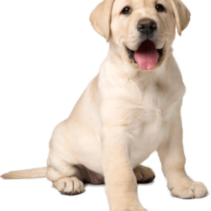 Labrador Retriever PNG