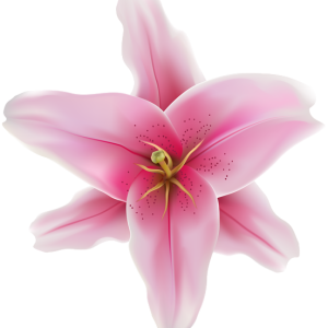 Lilium PNG