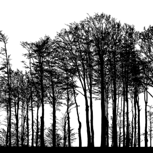 Forest PNG