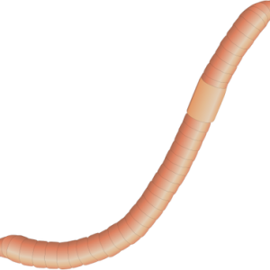 earthworm worm PNG