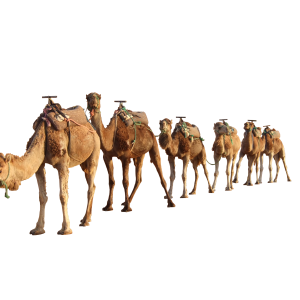 Camel PNG