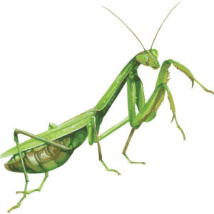 Mantis PNG