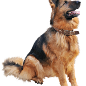 Dog PNG