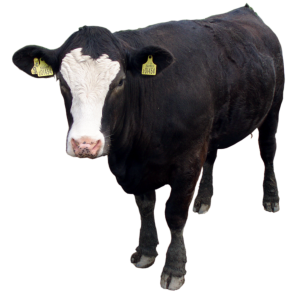 Black cow PNG image, download picture