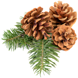 Pine cone PNG