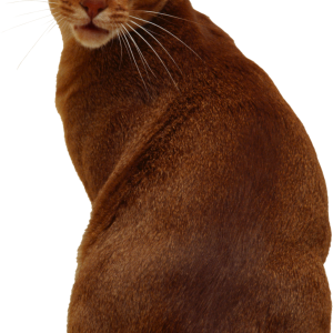 Cat PNG