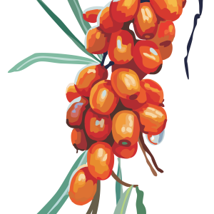 Sea buckthorn PNG